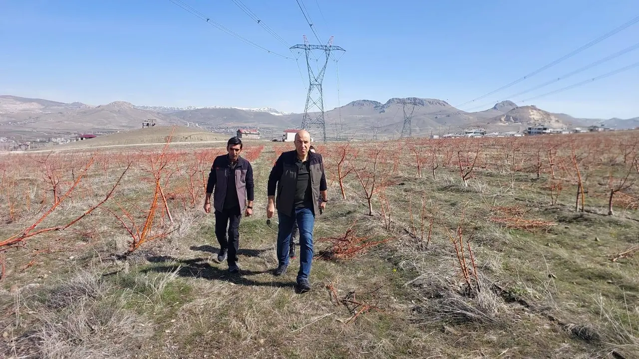 Erek Dağı’ndaki Elma Ağaçlandırma Sahasında İnceleme